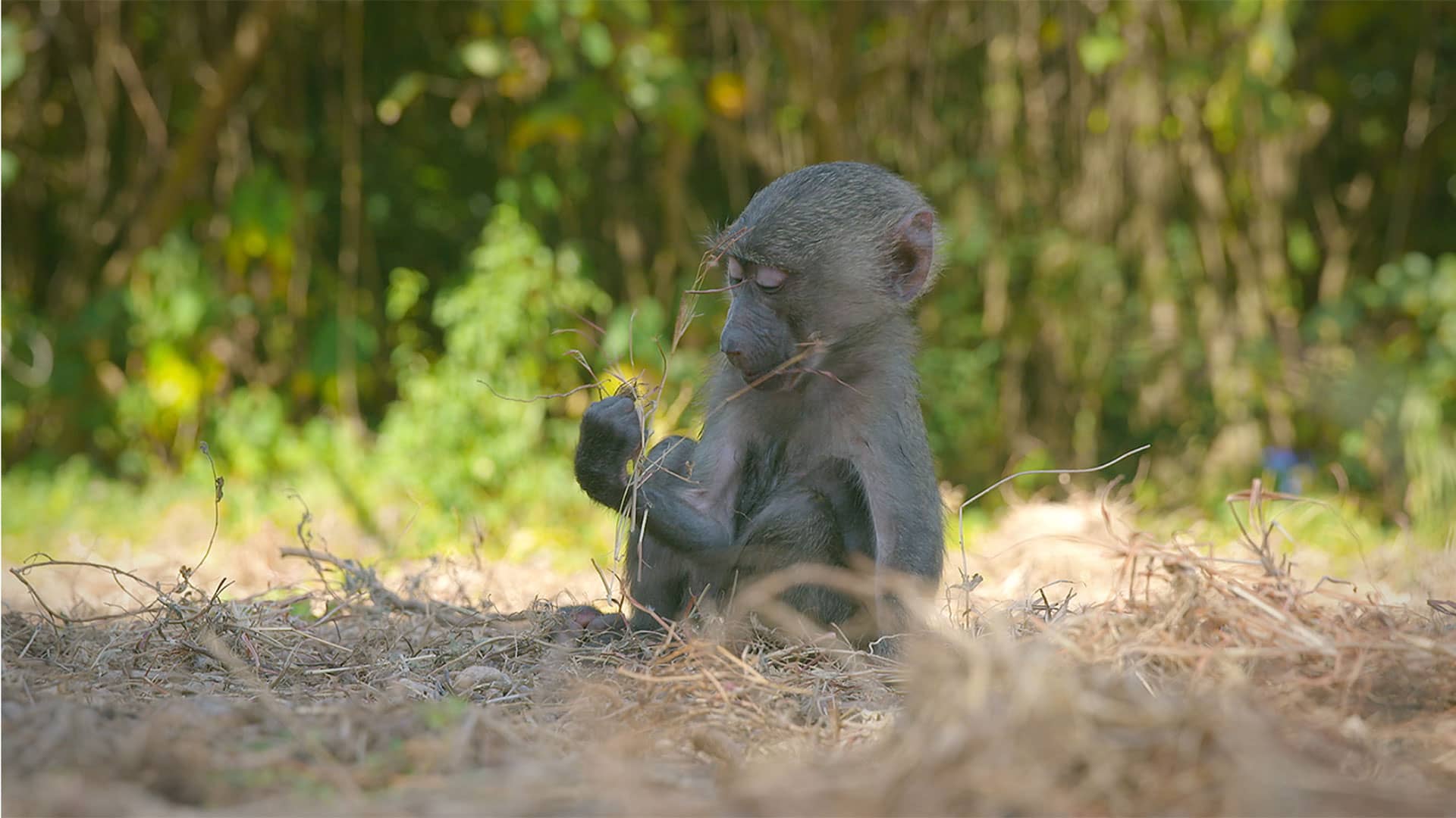 ストリートビュー アドベンチャー ゴンベ 概要 Google マップ